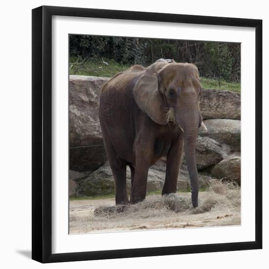 Elephant-Carol Highsmith-Framed Art Print