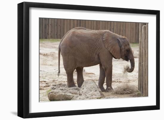 Elephant-Carol Highsmith-Framed Art Print