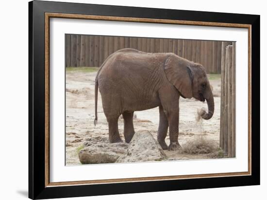 Elephant-Carol Highsmith-Framed Art Print