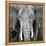 Elephant-Unknown Unknown-Framed Stretched Canvas