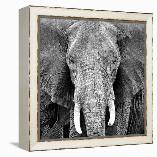 Elephant-Unknown Unknown-Framed Stretched Canvas