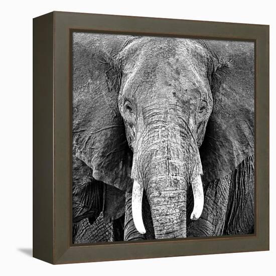 Elephant-Unknown Unknown-Framed Stretched Canvas