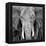 Elephant-Unknown Unknown-Framed Stretched Canvas