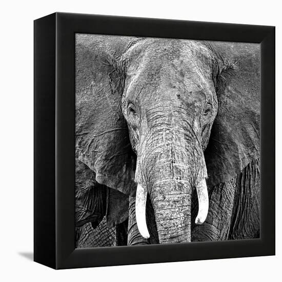 Elephant-Unknown Unknown-Framed Stretched Canvas