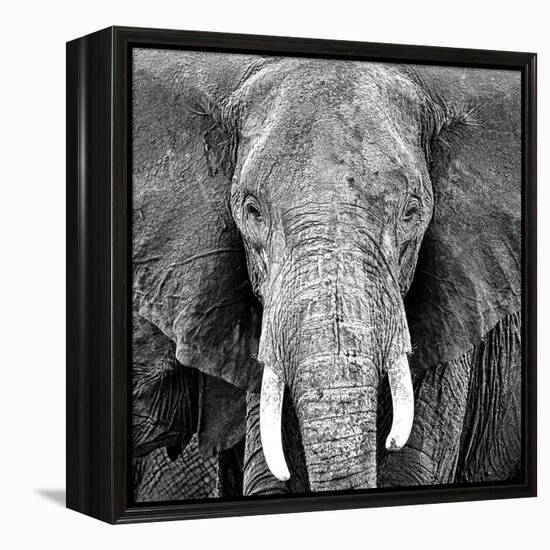 Elephant-Unknown Unknown-Framed Stretched Canvas