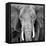 Elephant-Unknown Unknown-Framed Stretched Canvas