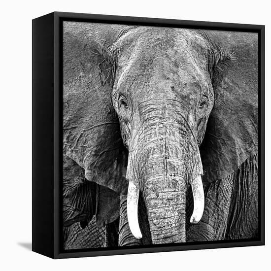 Elephant-Unknown Unknown-Framed Stretched Canvas