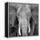 Elephant-Unknown Unknown-Framed Stretched Canvas