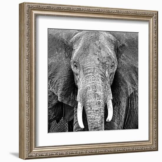 Elephant-Unknown Unknown-Framed Art Print