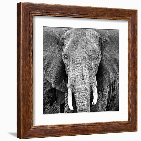 Elephant-Unknown Unknown-Framed Art Print
