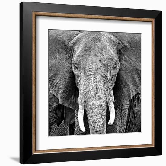 Elephant-Unknown Unknown-Framed Art Print