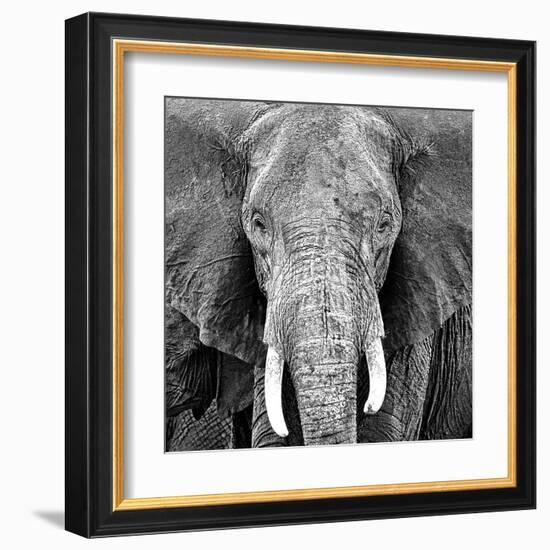 Elephant-Unknown Unknown-Framed Art Print