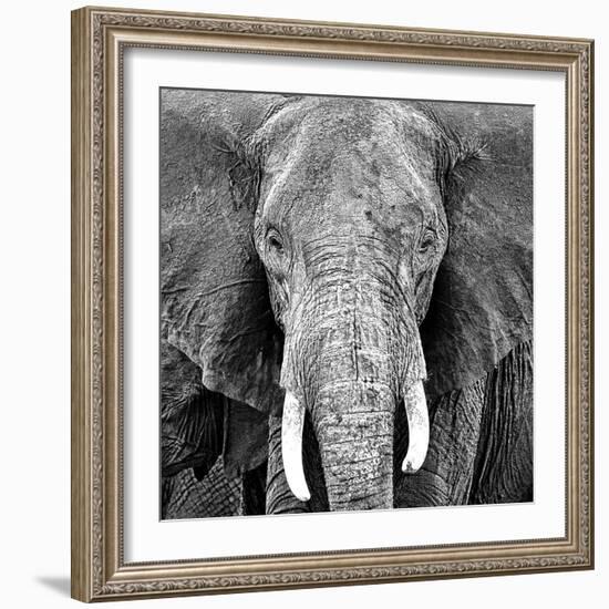 Elephant-Unknown Unknown-Framed Art Print