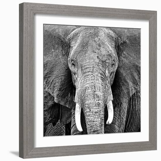 Elephant-Unknown Unknown-Framed Art Print