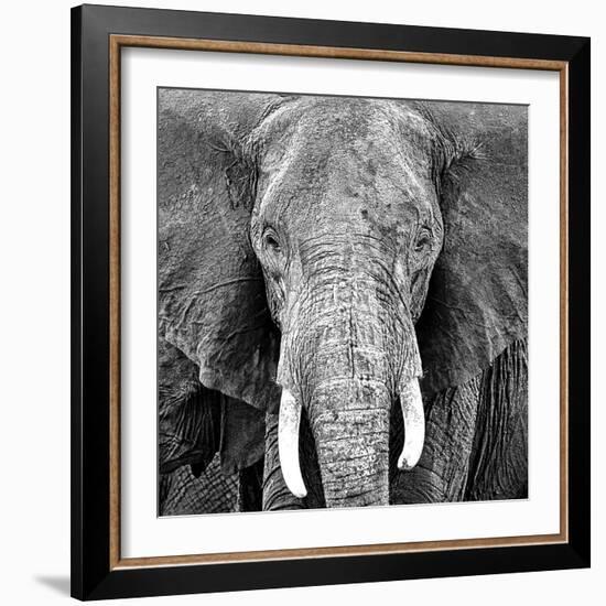 Elephant-Unknown Unknown-Framed Art Print