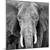 Elephant-Unknown Unknown-Mounted Art Print