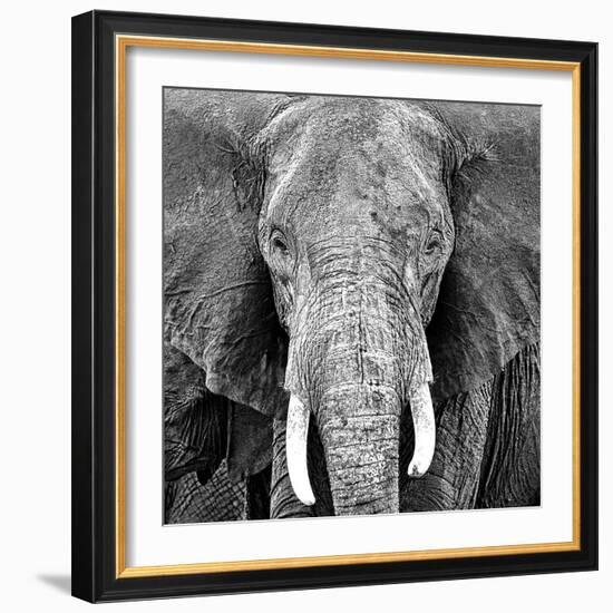 Elephant-Unknown Unknown-Framed Art Print