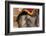 Elephants. Amber Fort. Jaipur. Rajasthan. India-Tom Norring-Framed Photographic Print