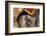 Elephants. Amber Fort. Jaipur. Rajasthan. India-Tom Norring-Framed Photographic Print