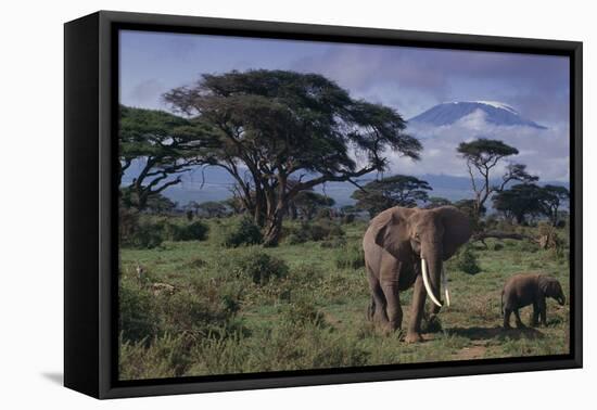 Elephants and Mountain-DLILLC-Framed Premier Image Canvas