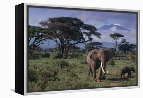 Elephants and Mountain-DLILLC-Framed Premier Image Canvas