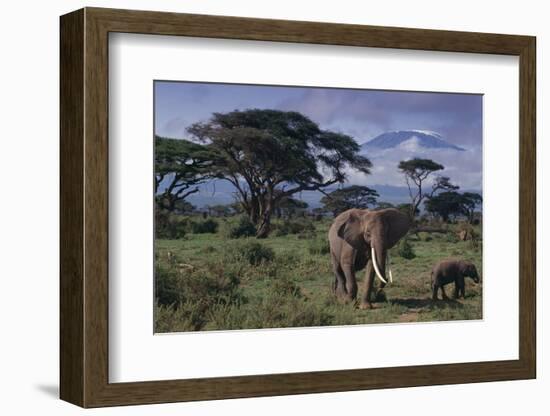 Elephants and Mountain-DLILLC-Framed Photographic Print