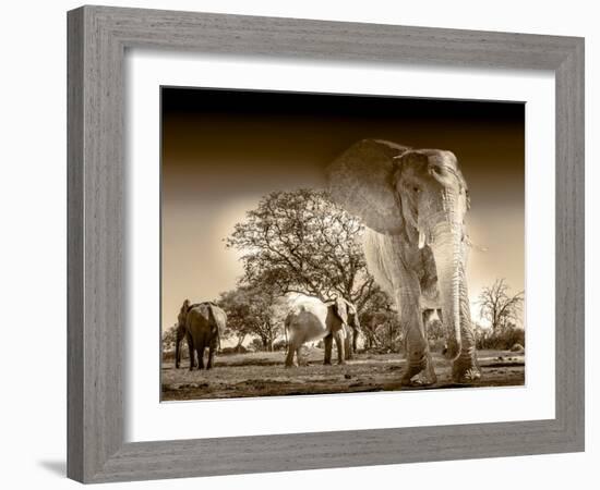 Elephants at watering hole. Camelthorn Lodge. Hwange National Park. Zimbabwe.-Tom Norring-Framed Photographic Print