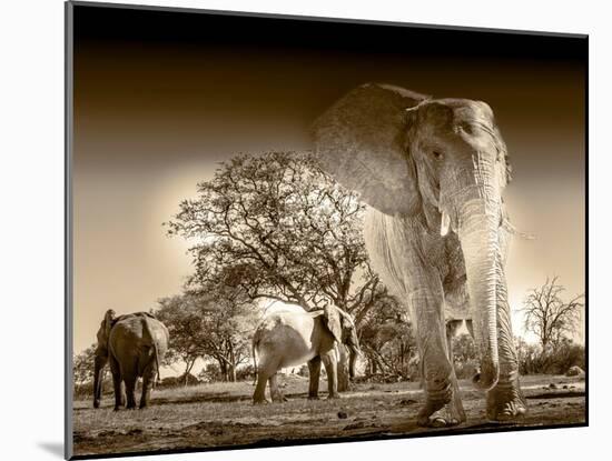 Elephants at watering hole. Camelthorn Lodge. Hwange National Park. Zimbabwe.-Tom Norring-Mounted Photographic Print