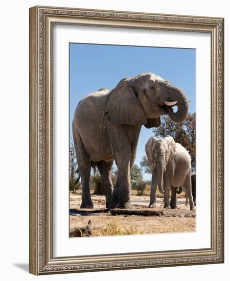 Elephants at watering hole. Camelthorn Lodge. Hwange National Park. Zimbabwe.-Tom Norring-Framed Photographic Print