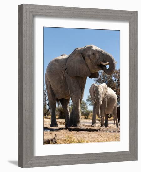 Elephants at watering hole. Camelthorn Lodge. Hwange National Park. Zimbabwe.-Tom Norring-Framed Photographic Print