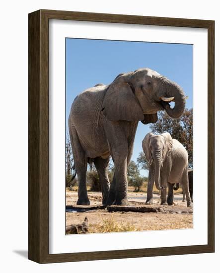 Elephants at watering hole. Camelthorn Lodge. Hwange National Park. Zimbabwe.-Tom Norring-Framed Photographic Print