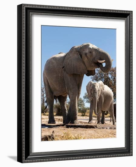 Elephants at watering hole. Camelthorn Lodge. Hwange National Park. Zimbabwe.-Tom Norring-Framed Photographic Print