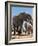 Elephants at watering hole. Camelthorn Lodge. Hwange National Park. Zimbabwe.-Tom Norring-Framed Photographic Print