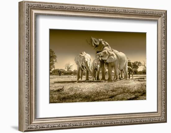 Elephants at watering hole. Camelthorn Lodge. Hwange National Park. Zimbabwe.-Tom Norring-Framed Photographic Print