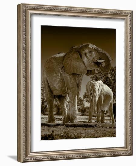 Elephants at watering hole. Camelthorn Lodge. Hwange National Park. Zimbabwe.-Tom Norring-Framed Photographic Print