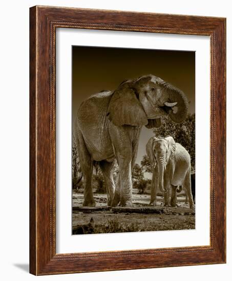 Elephants at watering hole. Camelthorn Lodge. Hwange National Park. Zimbabwe.-Tom Norring-Framed Photographic Print