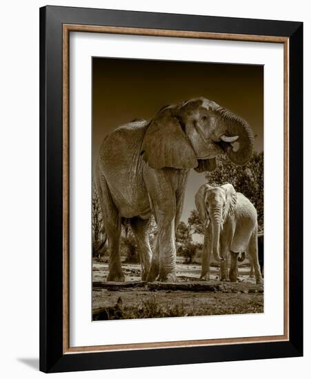 Elephants at watering hole. Camelthorn Lodge. Hwange National Park. Zimbabwe.-Tom Norring-Framed Photographic Print