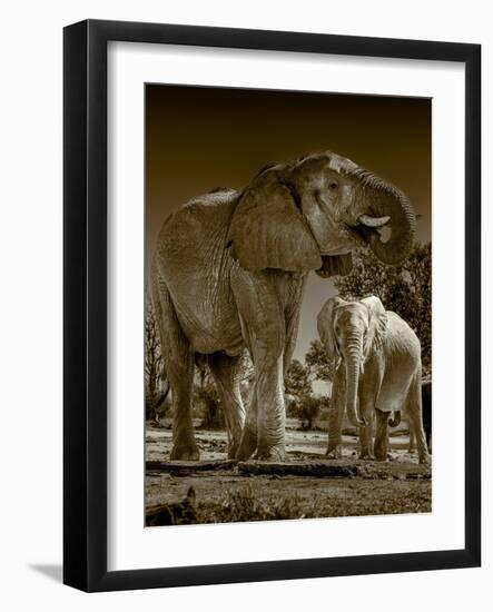 Elephants at watering hole. Camelthorn Lodge. Hwange National Park. Zimbabwe.-Tom Norring-Framed Photographic Print