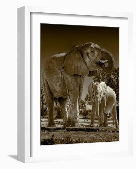 Elephants at watering hole. Camelthorn Lodge. Hwange National Park. Zimbabwe.-Tom Norring-Framed Photographic Print