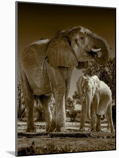 Elephants at watering hole. Camelthorn Lodge. Hwange National Park. Zimbabwe.-Tom Norring-Mounted Photographic Print