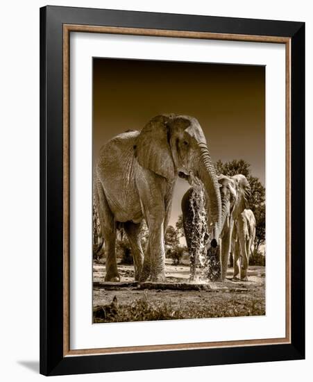 Elephants at watering hole. Camelthorn Lodge. Hwange National Park. Zimbabwe.-Tom Norring-Framed Photographic Print