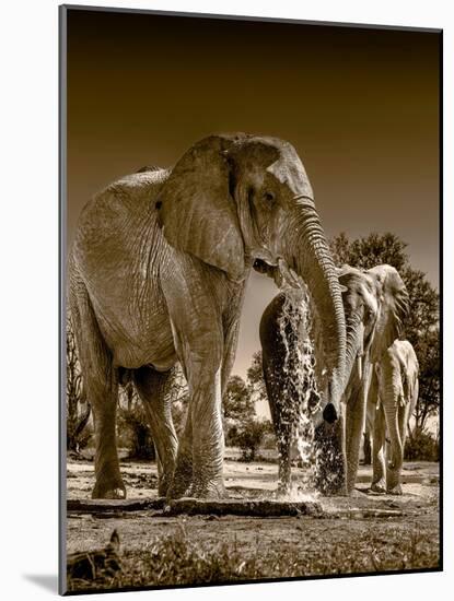 Elephants at watering hole. Camelthorn Lodge. Hwange National Park. Zimbabwe.-Tom Norring-Mounted Photographic Print