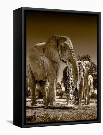 Elephants at watering hole. Camelthorn Lodge. Hwange National Park. Zimbabwe.-Tom Norring-Framed Premier Image Canvas