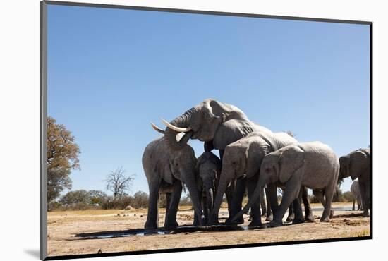 Elephants at watering hole. Camelthorn Lodge. Hwange National Park. Zimbabwe.-Tom Norring-Mounted Photographic Print