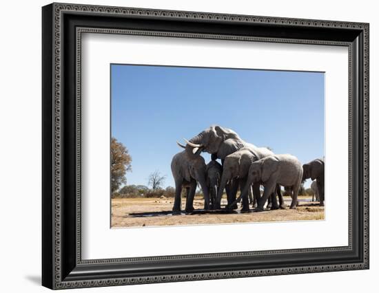 Elephants at watering hole. Camelthorn Lodge. Hwange National Park. Zimbabwe.-Tom Norring-Framed Photographic Print