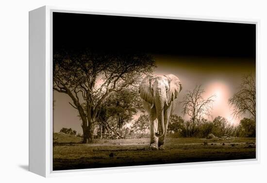 Elephants at watering hole. Camelthorn Lodge. Hwange National Park. Zimbabwe.-Tom Norring-Framed Premier Image Canvas