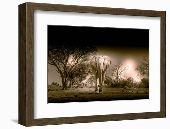 Elephants at watering hole. Camelthorn Lodge. Hwange National Park. Zimbabwe.-Tom Norring-Framed Photographic Print