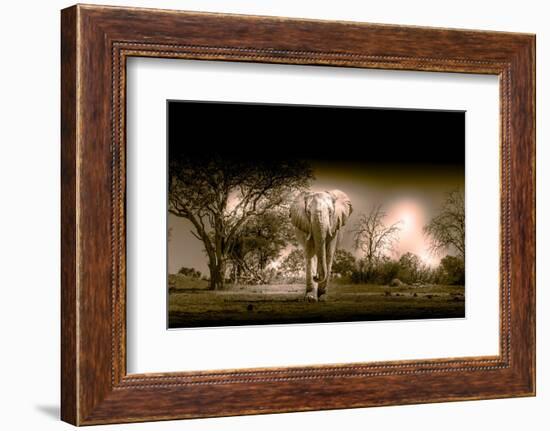 Elephants at watering hole. Camelthorn Lodge. Hwange National Park. Zimbabwe.-Tom Norring-Framed Photographic Print