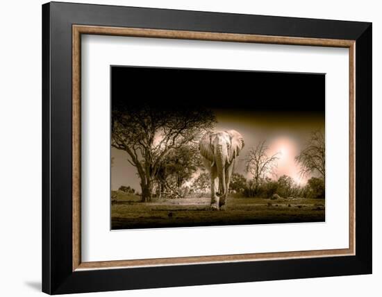 Elephants at watering hole. Camelthorn Lodge. Hwange National Park. Zimbabwe.-Tom Norring-Framed Photographic Print