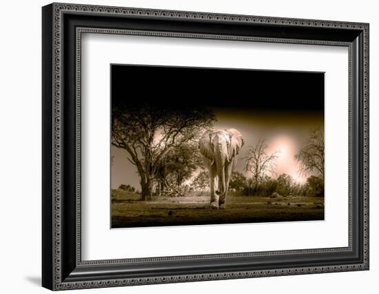 Elephants at watering hole. Camelthorn Lodge. Hwange National Park. Zimbabwe.-Tom Norring-Framed Photographic Print